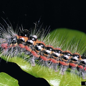 تصویر منطقه